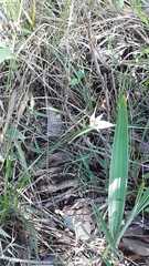 Rhynchospora consanguinea