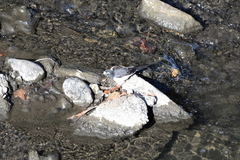 Motacilla grandis