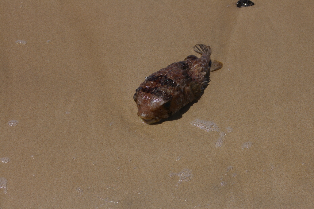 Balloonfish
