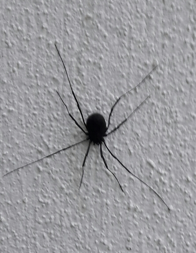 Diguetinus raptator