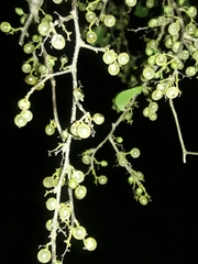 Achatocarpus praecox