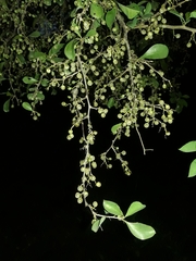 Achatocarpus praecox