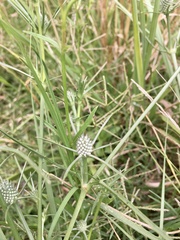 Eryngium echinatum
