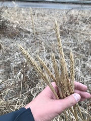 Elymus curvatus