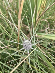Eryngium echinatum