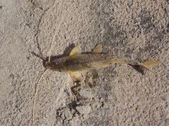 Iheringichthys labrosus