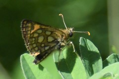 Carterocephalus