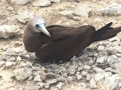 Sula leucogaster brewsteri