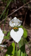 Dalechampia caperonioides
