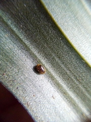 Cyphanobium illustre