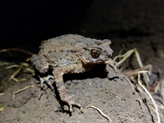 Ingerophrynus divergens