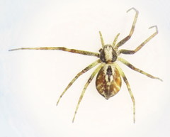 Philodromus fuscolimbatus
