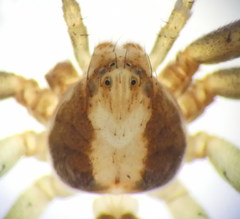 Philodromus fuscolimbatus