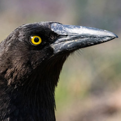 Strepera versicolor arguta