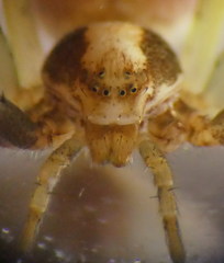 Philodromus fuscolimbatus