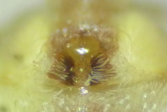 Philodromus fuscolimbatus