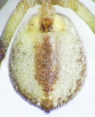 Philodromus fuscolimbatus