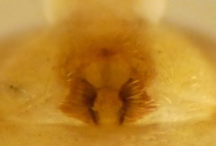 Philodromus fuscolimbatus