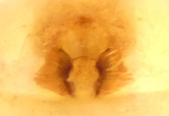 Philodromus fuscolimbatus