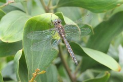 Procordulia jacksoniensis