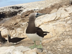 Sula leucogaster brewsteri