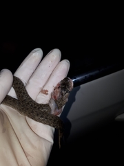 Macroprotodon brevis ibericus