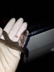 Macroprotodon brevis ibericus