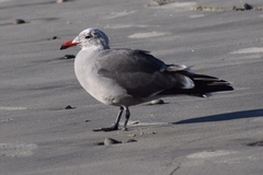 Larus heermanni
