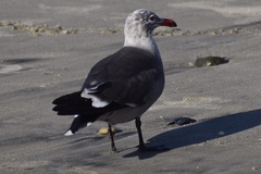 Larus heermanni