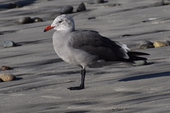 Larus heermanni