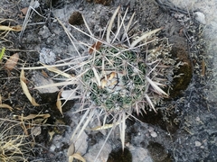 Echinofossulocactus zacatecasensis