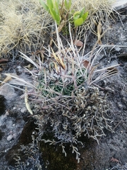 Echinofossulocactus zacatecasensis