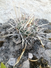 Echinofossulocactus zacatecasensis