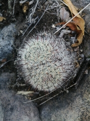 Mammillaria gilensis