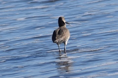 Tringa semipalmata