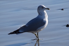 Larus delawarensis