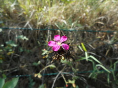 Dianthus balbisii