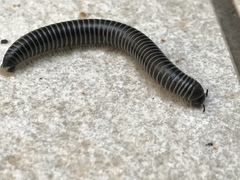 Ommatoiulus oxypygus