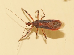 Castolus ferox