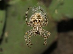 Araneus illaudatus