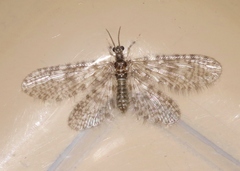 Nallachius pulchellus