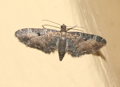 Eupithecia carneata