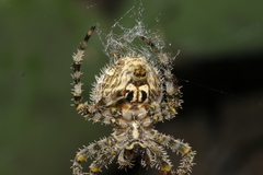 Araneus illaudatus