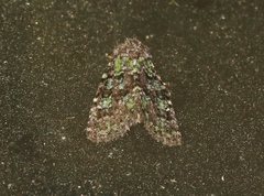 Paramiana smaragdina