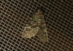 Paramiana smaragdina