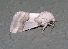 Schinia hulstia