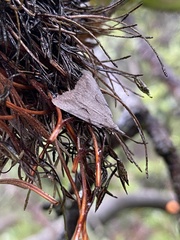 Phrixocomes ophiucha