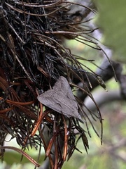 Phrixocomes ophiucha