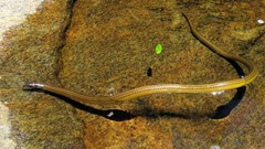Elapomorphus quinquelineatus