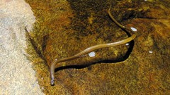 Elapomorphus quinquelineatus